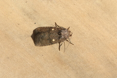 Hampsonodes dislocata