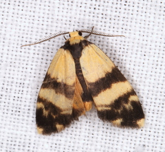 Thallarcha chrysochares