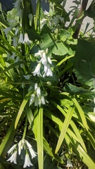 Allium triquetrum