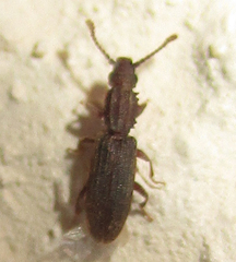 Oryzaephilus
