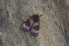 Hampsonodes mastoides