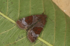 Hampsonodes mastoides