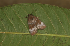 Hampsonodes mastoides