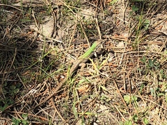 Podarcis siculus