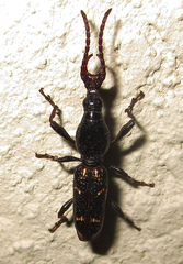 Orfilaia vulsellata