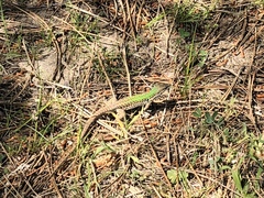 Podarcis siculus