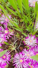 Lampranthus sociorum