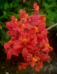 Epidendrum cochlidium
