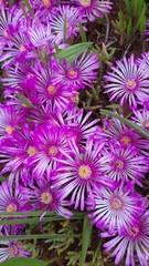 Lampranthus sociorum
