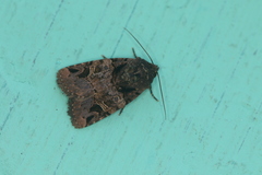 Hampsonodes melagona