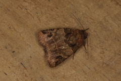 Hampsonodes melagona