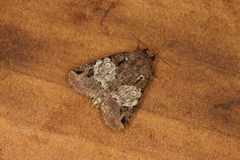 Hampsonodes melagona