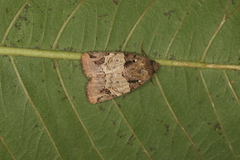 Hampsonodes naevia