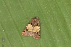 Hampsonodes melagona