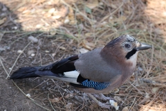 Garrulus glandarius graecus