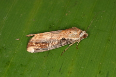 Magusa divaricata