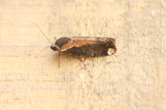 Magusa divaricata