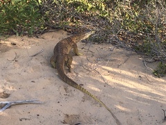 Varanus panoptes