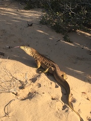 Varanus panoptes