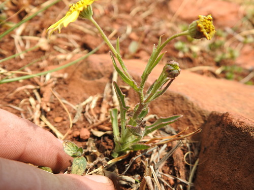 Image of Sheep Boneseed by (c) Matthew Fainman, some rights reserved (CC BY)