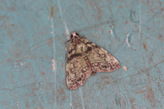 Neophaenis psittacea