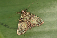 Neophaenis psittacea