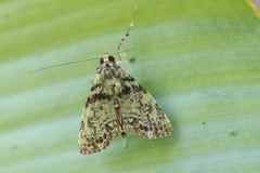 Neophaenis psittacea