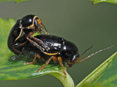 Cryptocephalus flavipes