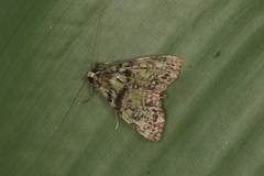 Neophaenis psittacea