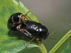 Cryptocephalus flavipes