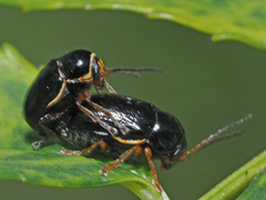 Cryptocephalus flavipes