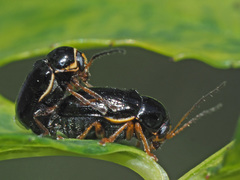 Cryptocephalus flavipes