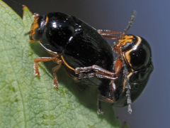 Cryptocephalus flavipes