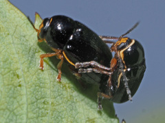 Cryptocephalus flavipes