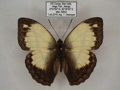 Cymothoe jodutta mostinckxi