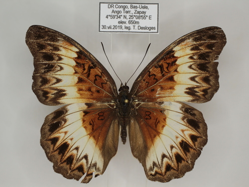 Common Glider