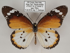 Danaus chrysippus alcippus