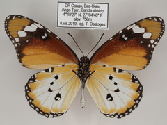 Danaus chrysippus alcippus