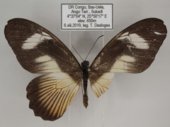 Papilio cynorta