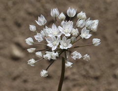 Allium hyalinum