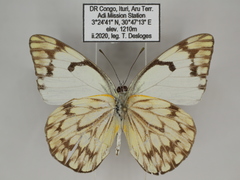 Belenois gidica