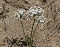 Allium hyalinum
