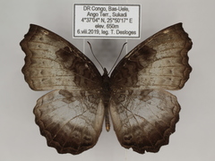 Ariadne enotrea suffusa