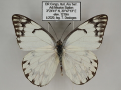 Belenois gidica