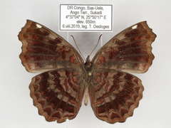 Ariadne enotrea suffusa