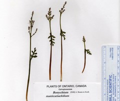 Botrychium matricariifolium