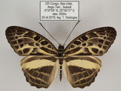 Catuna angustatum