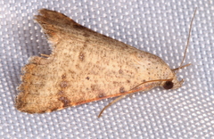 Madope auferens