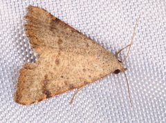 Madope auferens