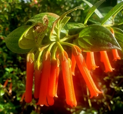 Macleania bullata